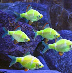 Meet your Posher, Edwin